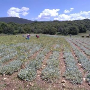 Griekse bergkruiden op het veld bij Olympus Manuele oogst van Sideritis in Polyrracho, Griekenland. Rust, traditie en zuivere kruiden, geteeld zonder machines of pesticiden.